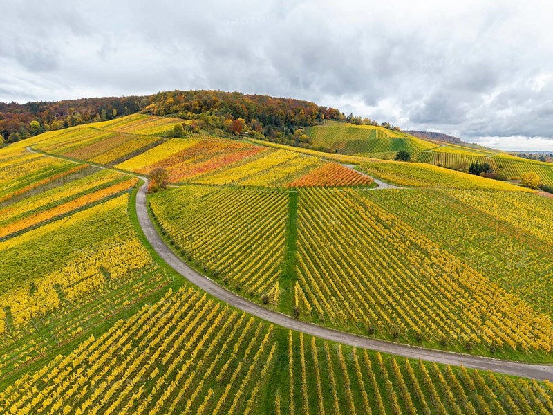 Colourful vineyards in an autumnal hilly landscape with winding paths, near Stetten im Remstal, Baden-Württemberg, Germany