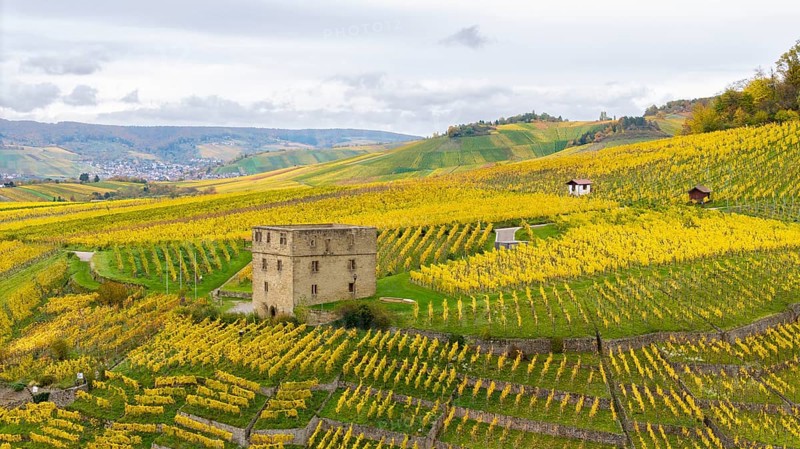 Gentle hills with yellow and green vineyards, an old tower in the middle under grey clouds, panorama, Y-Burg, Stetten im Remstal, Baden-Württemberg, Germany