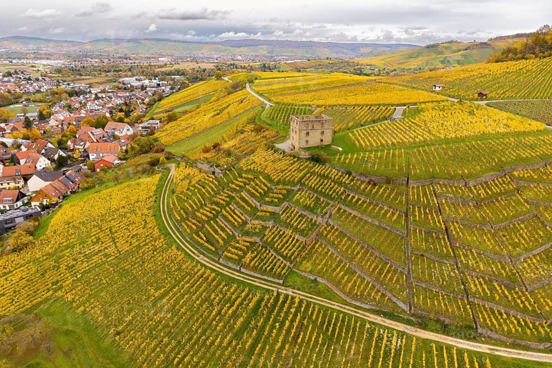Vineyards in rich yellow with a secluded building and village on the hills under a covered sky, Y-Burg, Stetten im Remstal, Baden-Württemberg, Germany