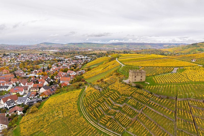 Vineyards in autumn colors with a small village in the background under cloudy sky, Y-Burg, Stetten im Remstal, Baden-Württemberg, Germany