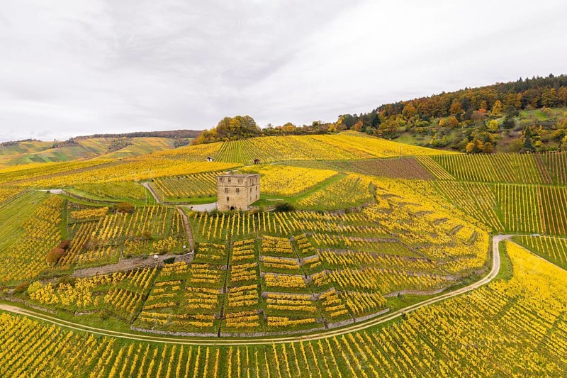 Picturesque scenery of yellow-green vineyards with a tower in the middle under cloudy sky, Y-Burg, Stetten im Remstal, Baden-Württemberg, Germany