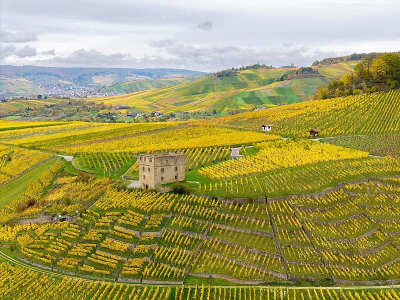 A tower surrounded by extensive yellow-green vineyards under cloudy sky, Y-Burg, Stetten im Remstal, Baden-Württemberg, Germany
