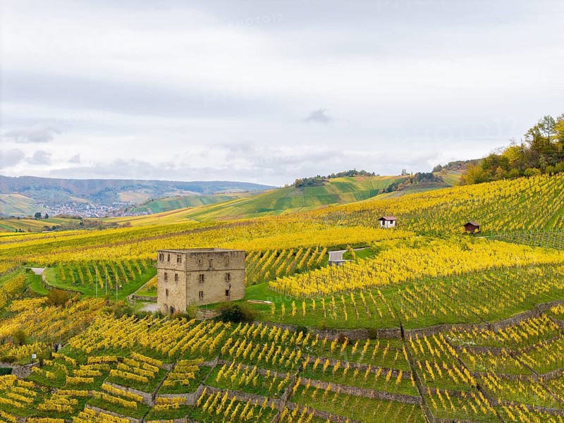 Autumn panorama of vineyards with yellow fields and a central old building under a cloudy sky, Y-Burg, Stetten im Remstal, Baden-Württemberg, Germany