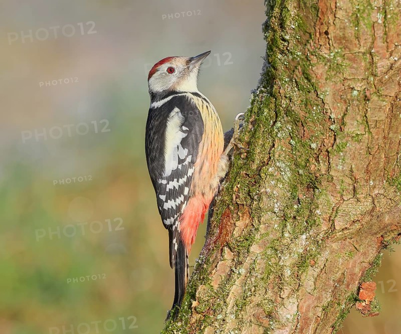 Middle woodpecker (Dendrocopos medius) sitting on a moss-covered tree, winter, wildlife, woodpeckers, nature photography, Neunkirchen, autumn, Siegerland, North Rhine-Westphalia, Germany