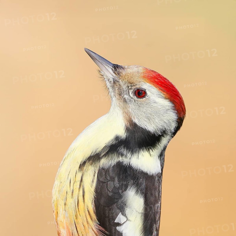 Middle woodpecker (Dendrocopos medius) portrait, wildlife, woodpeckers, nature photography, Neunkirchen, autumn, Siegerland, North Rhine-Westphalia, Germany
