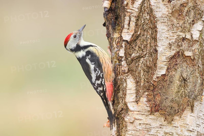Middle woodpecker (Dendrocopos medius) on a birch tree, wildlife, woodpeckers, nature photography, Neunkirchen, autumn, Siegerland, North Rhine-Westphalia, Germany