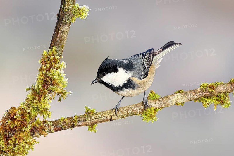 Pine tit (Periparus ater) sitting on moss-covered branch, wildlife, animals, birds, tits, light background, Siegerland, North Rhine-Westphalia, Germany