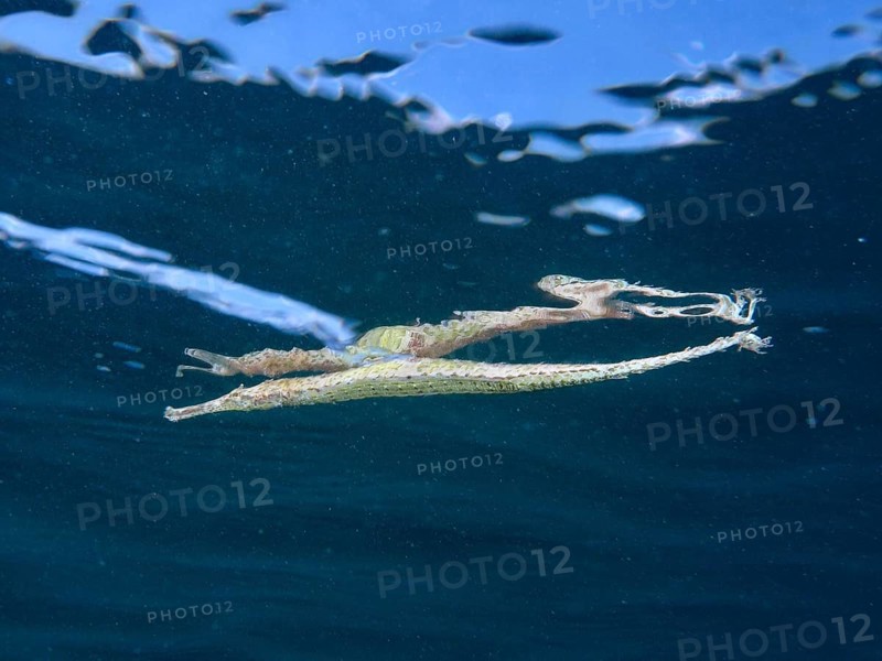 Triangular sea needle (Syngnathoides biaculeatus) is reflected on the water surface. Secret Bay Dive Site, Gilimanuk, Bali, Indonesia