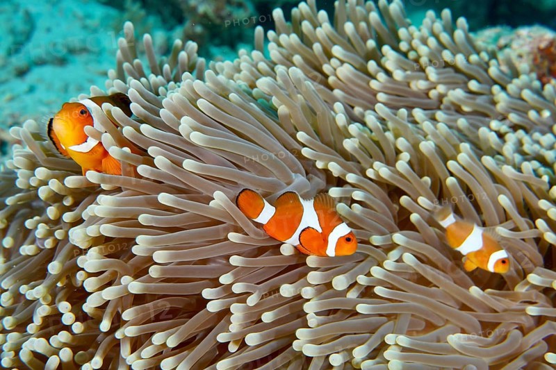 Three false clownfish (Amphiprion ocellaris) between the tentacles of a sea anemone. Coral Garden Dive Site, Menjangan, Bali, Indonesia