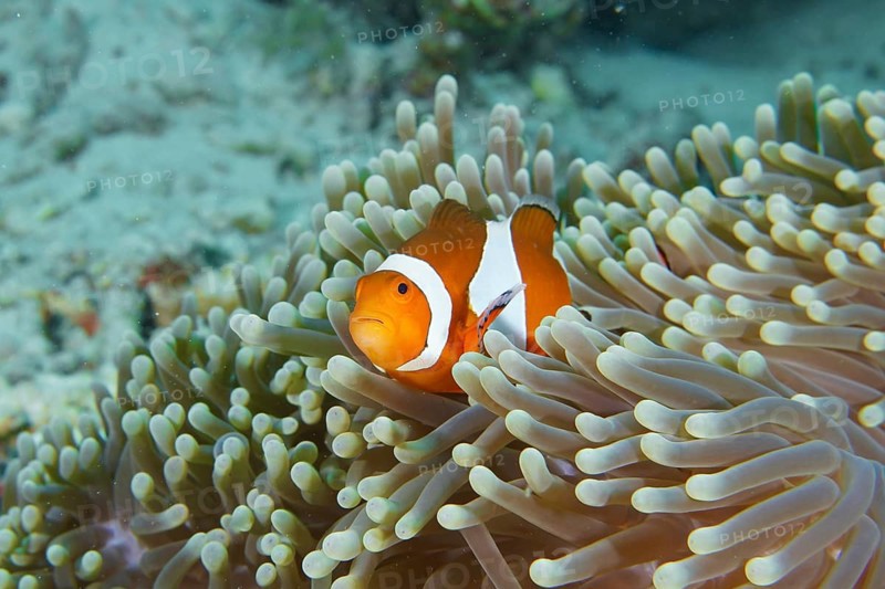 A false clownfish (Amphiprion ocellaris) with a curious eye in a sea anemone. Coral Garden Dive Site, Menjangan, Bali, Indonesia