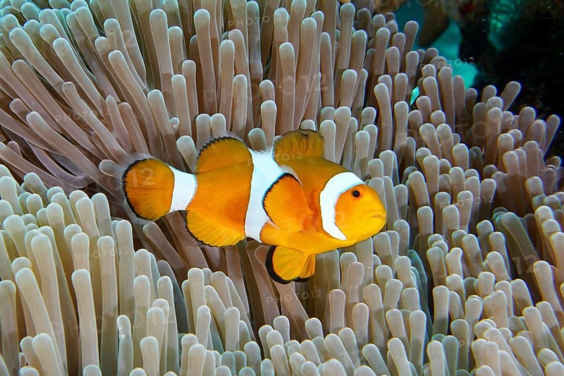 A false clownfish (Amphiprion ocellaris) swims over the tentacles of a sea anemone. Coral Garden Dive Site, Menjangan, Bali, Indonesia