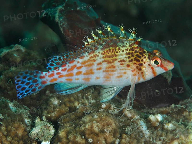 A fish with patterned fins, Falk's coral guardian (Cirrhitichthys falco), rests on corals. Spice Reef Dive Site, Penyapangan, Bali, Indonesia