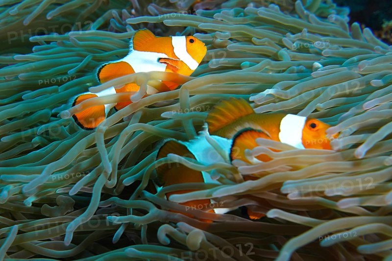 Two false clownfish (Amphiprion ocellaris) swim safely in the tentacles of a sea anemone. SD Dive Site, Nusa Ceningan, Nusa Penida, Bali, Indonesia