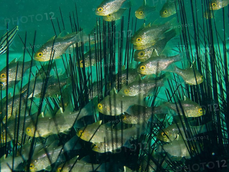 Swarm of small fish, flag-fin cardinalfish (Ostorhinchus hoevenii), swims among long spiny sea urchins. Secret Bay Dive Site, Gilimanuk, Bali, Indonesia