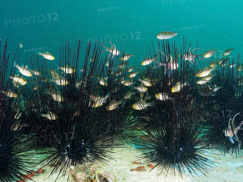 A swarm of fish, flag-fin cardinalfish (Ostorhinchus hoevenii), seeks shelter among black sea urchins. Secret Bay Dive Site, Gilimanuk, Bali, Indonesia
