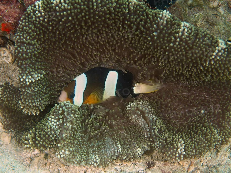 Clownfish, Clark's anemonefish (Amphiprion clarkii), is hiding in a sea anemone on a coral reef. Close Encounters dive site, Permuteran, Bali, Indonesia