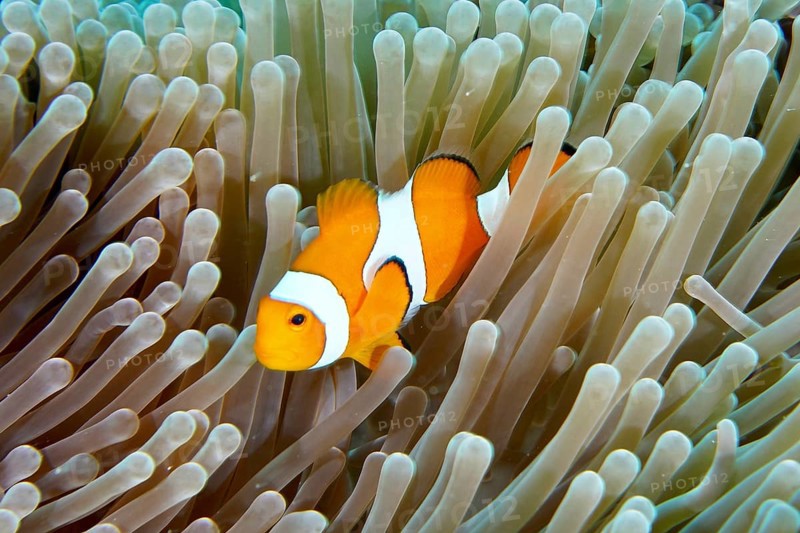 A false clownfish (Amphiprion ocellaris) snakes through the tentacles of a sea anemone. Coral Garden Dive Site, Menjangan, Bali, Indonesia
