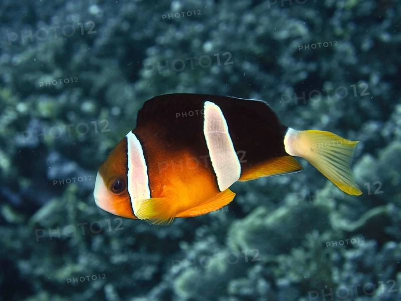 A single clownfish, Clark's anemonefish (Amphiprion clarkii), swims in the contrasting sea. Toyapakeh Dive Site, Nusa Ceningan, Nusa Penida, Bali, Indonesia