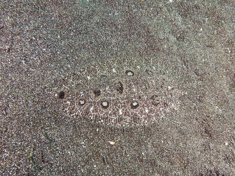 A flatfish, angler butt (Asterorhombus fijiensis), butt, is hidden in the sand and is well camouflaged by the patterns. Secret Bay Dive Site, Gilimanuk, Bali, Indonesia