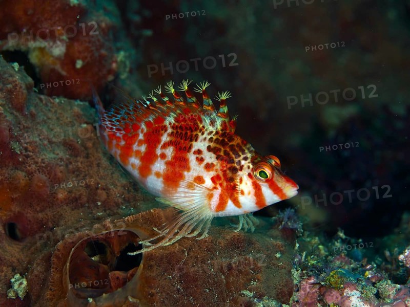 A colorful fish with red stripes, Falk's coral guardian (Cirrhitichthys falco), rests on a sea sponge. Spice Reef Dive Site, Penyapangan, Bali, Indonesia