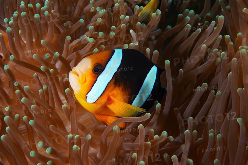 A clownfish, Clark's anemonefish (Amphiprion clarkii), hides between the tentacles of a sea anemone. Toyapakeh Dive Site, Nusa Ceningan, Nusa Penida, Bali, Indonesia