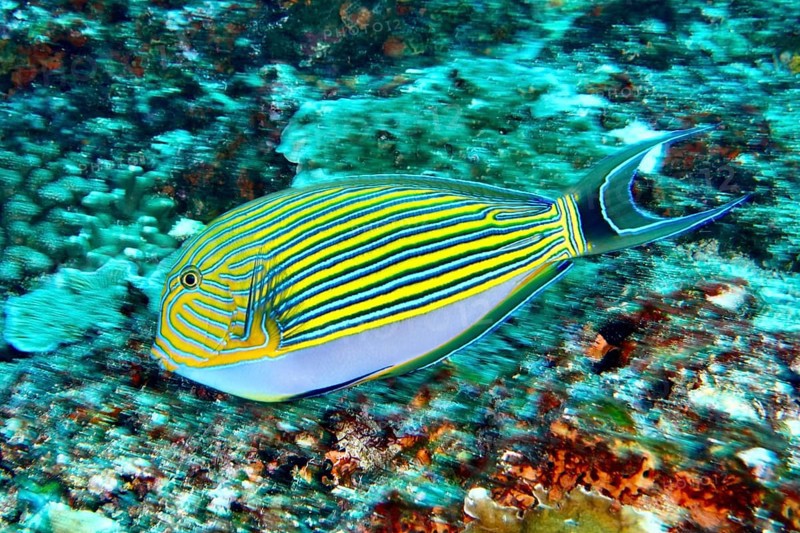 A colorful striped blue-striped doctorfish (Acanthurus lineatus) in the turquoise waters of the sea. SD Dive Site, Nusa Ceningan, Nusa Penida, Bali, Indonesia