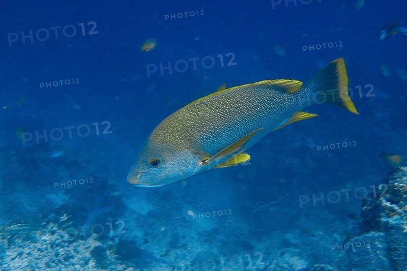 A blue-lipped snapper (Lutjanus rivulatus) swims in blue water. Its fins are yellow in color. Coral Garden Dive Site, Menjangan, Bali, Indonesia