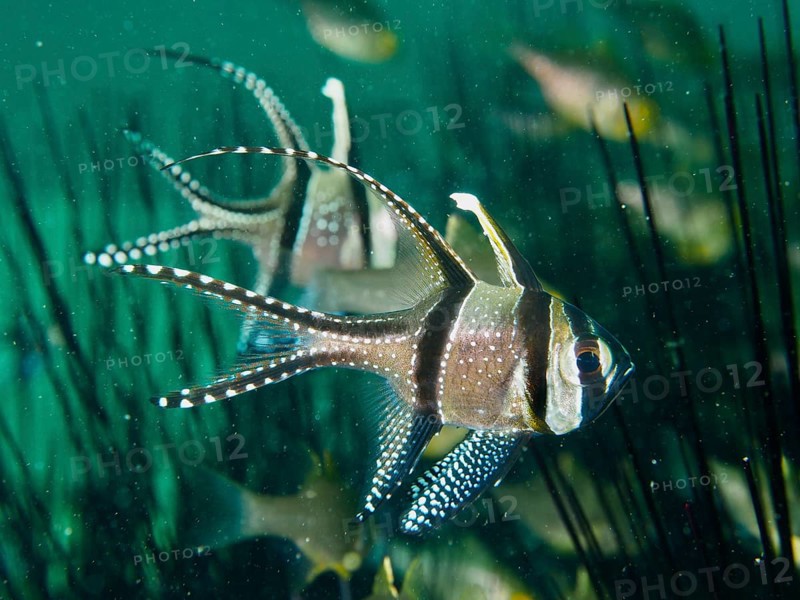 Swimming Banggai cardinalfish (Pterapogon kauderni) seeks shelter between the spines of diadem sea urchins. Secret Bay Dive Site, Gilimanuk, Bali, Indonesia