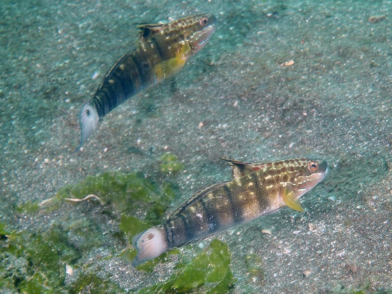 Two olive-green striped fish, dredge gobius (Amblygobius phalaena), swim side by side on sandy ground. Secret Bay Dive Site, Gilimanuk, Bali, Indonesia