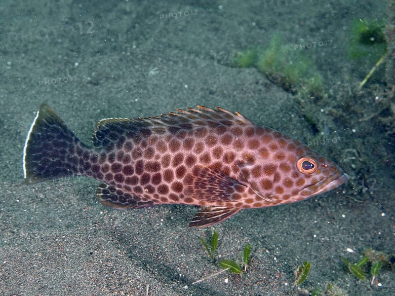 A brown fish with a spotted pattern, areolate grouper (Epinephelus areolatus), swims above the sandy ocean floor. Puri Jati Dive Site, Umeanyar, Bali, Indonesia