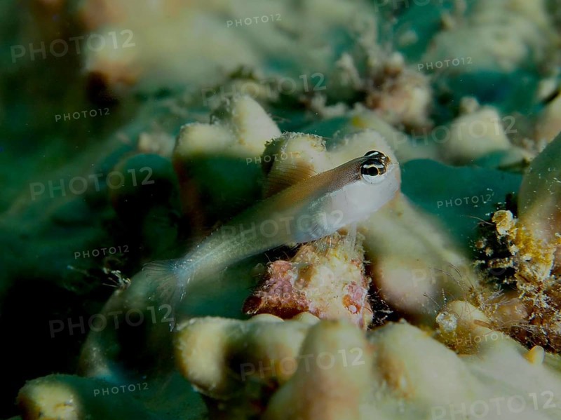 A small hagfish, banda-comb-toothed slimefish (Ecsenius bandanus), rests on corals. Sweet Reef Dive Site, Penyapangan, Bali, Indonesia