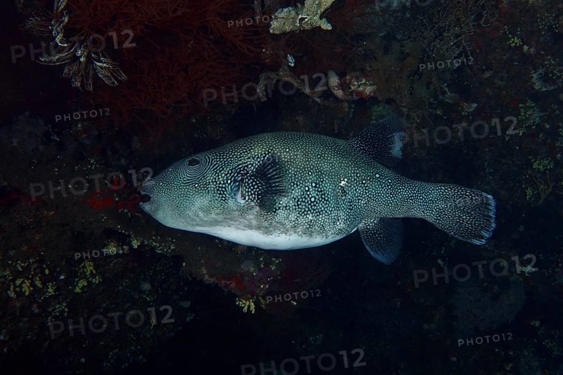 A dark, spotted pufferfish, blue spot pufferfish (Arothron caeruleopunctatus), in the sea against a dark background. USAT Liberty Dive Site, Tulamben, Bali, Indonesia