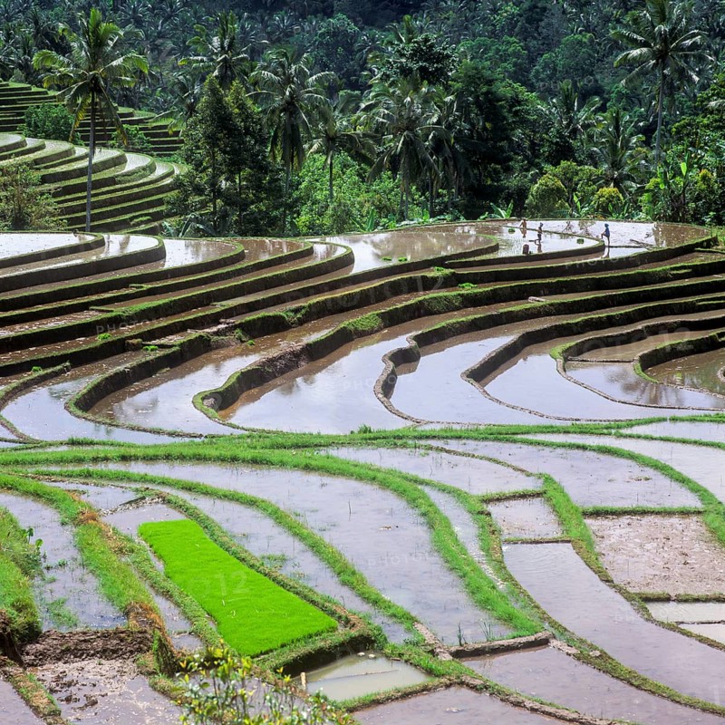 Terrace rice paddies north of Antosari, Bali, Indonesia