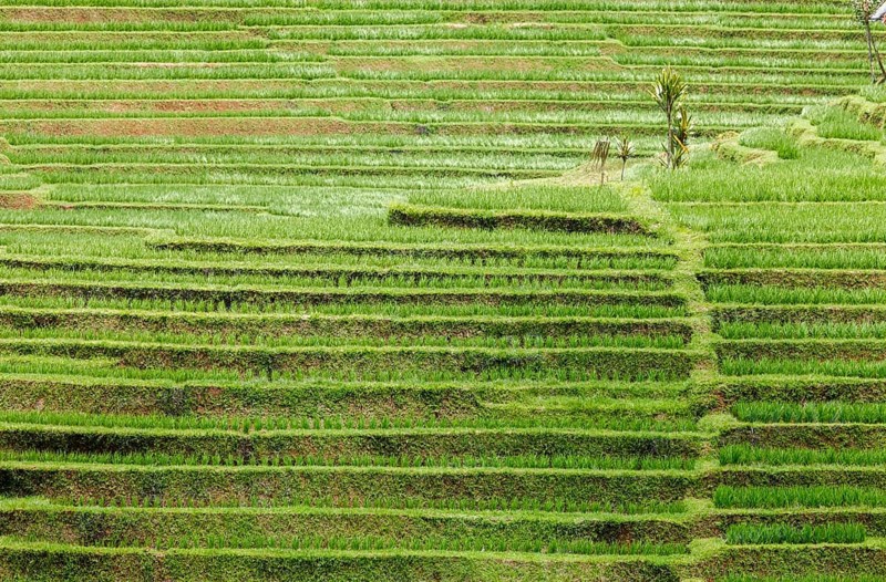Rice terraces near Antosari, Bali, Indonesia