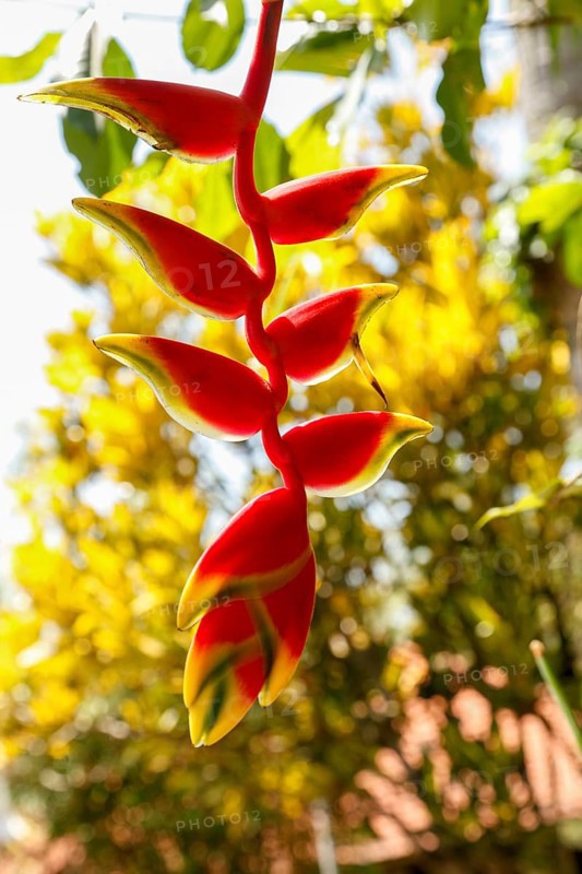 Blooming Heleconia, Lobster Shears, Bali, Indonesia