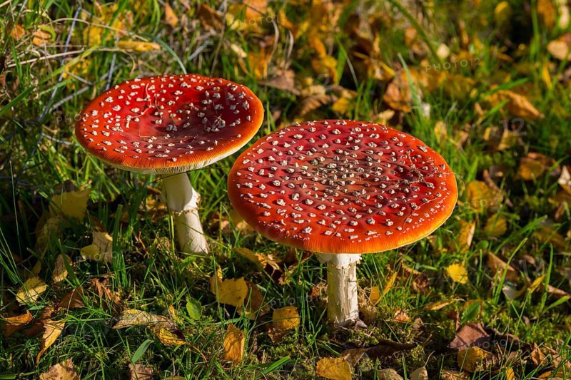 Two bright red toadstools with white spots in autumn forest, toadstool (Amanita muscaria), Hesse, Germany
