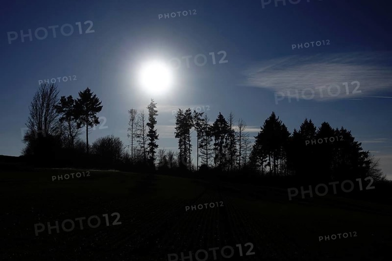 The sun shines from above through a wooded area in Hesse. The gaps between the silhouettes of the trees show that many older trees have died and disappeared in recent years, Wetterau, Gedern, Hesse, Germany