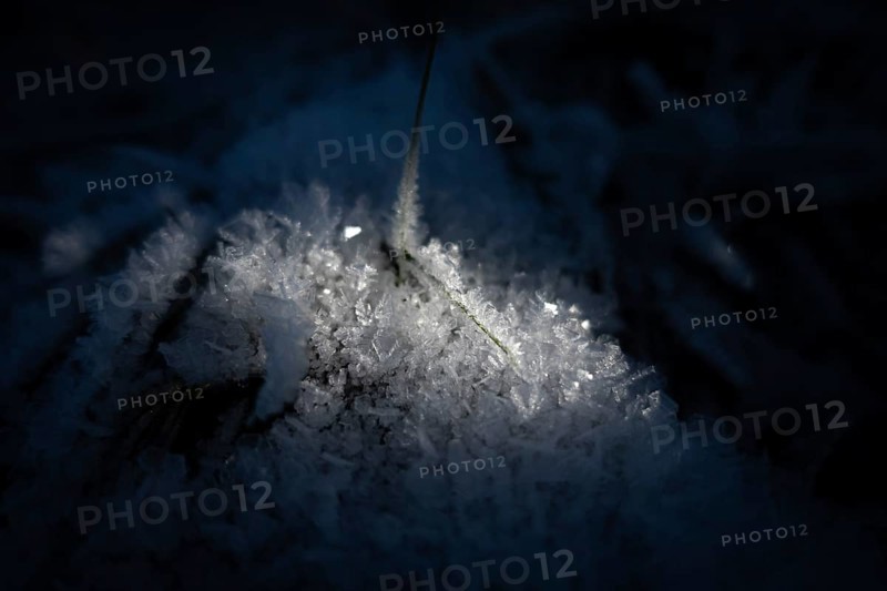 The winter sun shines on two blades of grass around which frost has formed in the cold, Wetterau, Gedern, Hesse, Germany