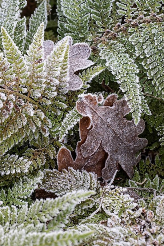 Fern (Polystichum setiferum) with hoarfrost, Emsland, Lower Saxony, Germany