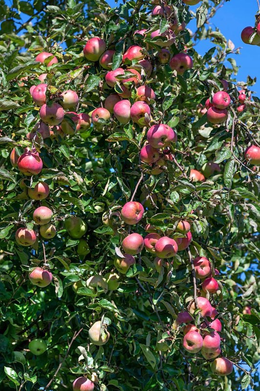 Rore apples (Malus) on a tree, Othenstorf, Mecklenburg-Western Pomerania, Germany