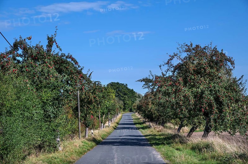 Alley of apple trees (Malus) with ripe apples on a country road, Orthenstorf, Mecklenburg-Western Pomerania, Germany