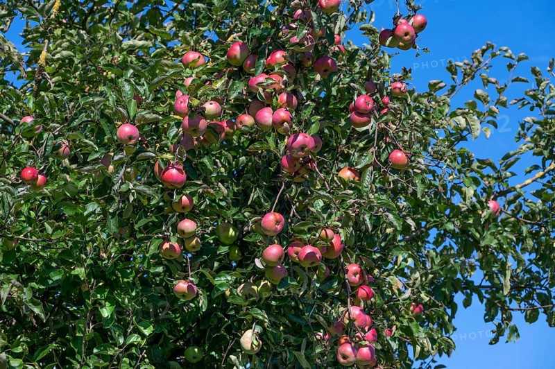 Rore apples (Malus) on a tree, Othenstorf, Mecklenburg-Western Pomerania, Germany