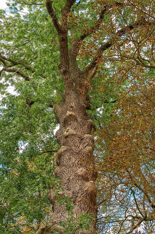 Old ash tree (Fraxinus excelsior) on an estate, Othenstorf, Mecklenburg. -Vorpommern, Germany