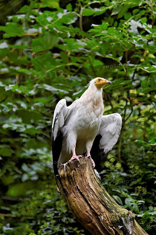 Dirty vulture (Neophron percnopterus) sitting on tree stump, captive, Switzerland