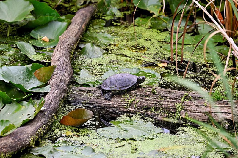 European pond turtle (Emys orbicularis) sitting on tree trunk, Switzerland