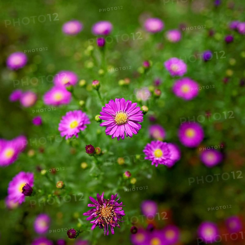 Alpine aster (Aster alpinus), blooming, Chamonix, France