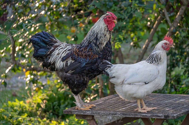 Rooster and hen (Gallus gallus domesticus) on a garden table, Othenstorf, Mecklenburg-Western Pomerania, Germany