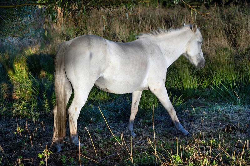 White mare grazing in reeds, Othenstorf, Mecklenburg-Western Pomerania, Germany