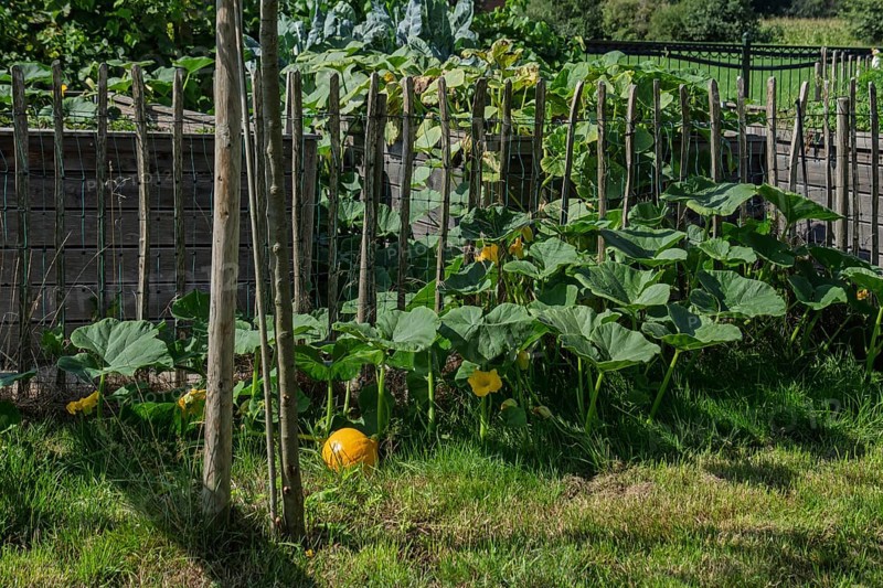 Vegetable garden, raised beds, pumpkin plant, Gelderland, Netherlands