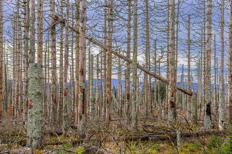 Dead spruce trees in forest in the Harz Mountains in autumn, damage caused by bark beetle infestation, Harz National Park, Saxony-Anhalt, Germany